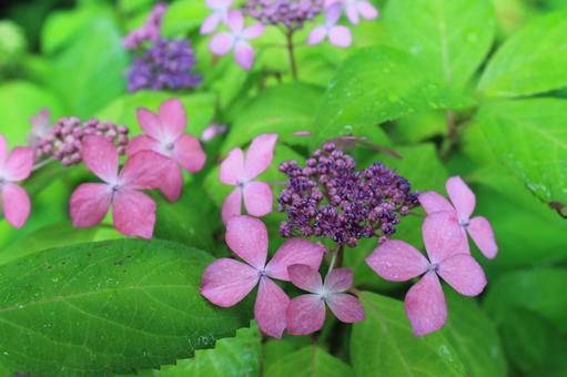 Photo, hydrangea, rainy season, natural, 