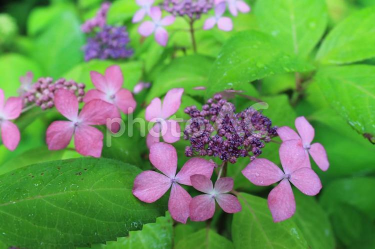 あじさいの花たち あじさい,紫陽花,アジサイの写真素材
