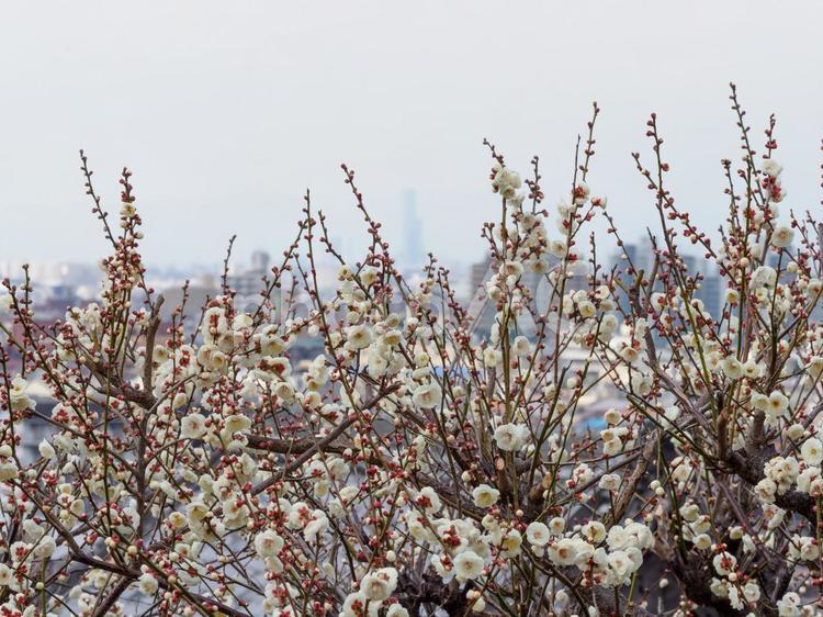 梅の花と街並みの風景 梅,梅花,白梅の写真素材