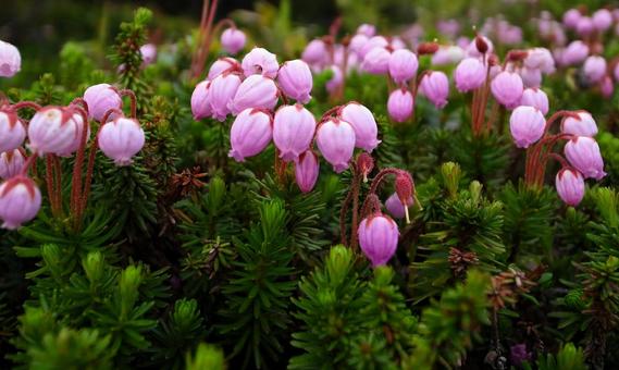 エゾノツガザクラ エゾノツガザクラ エゾノツガザクラ,花,北海道の写真素材