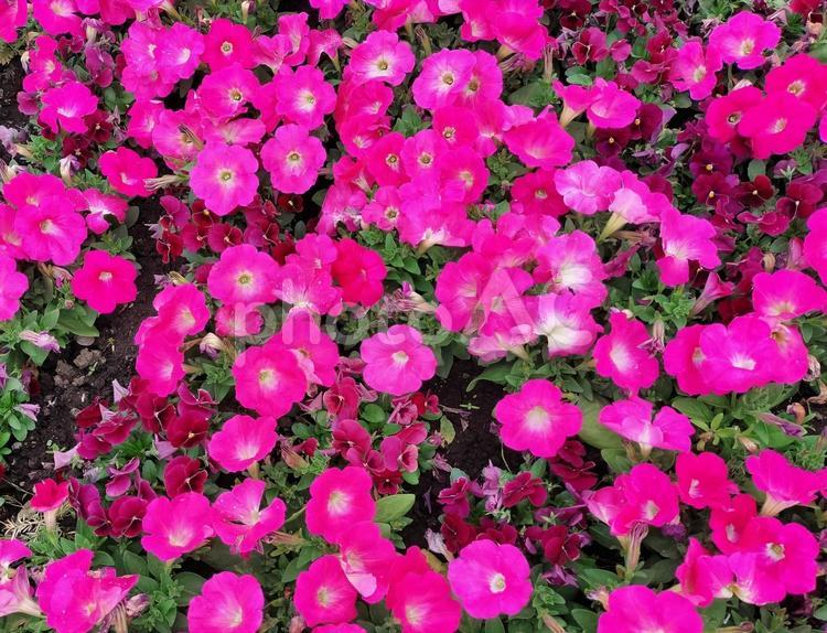 花ざかり　ピンクのペチュニアの花の絨毯 花,ペチュニア,ピンクの写真素材