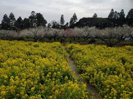 菜の花と梅の写真