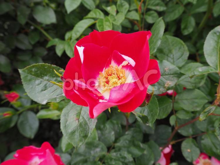 薔薇 薔薇,グリーン,緑の写真素材