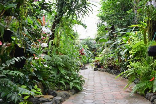 植物の道 植物の道の写真