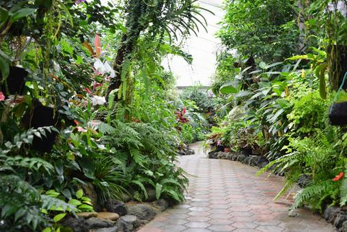 Road of plant, jardim botânico, planta, estufa, JPG