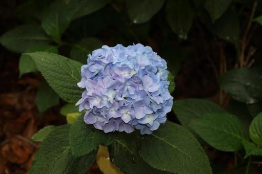 紫陽花 紫陽花の写真