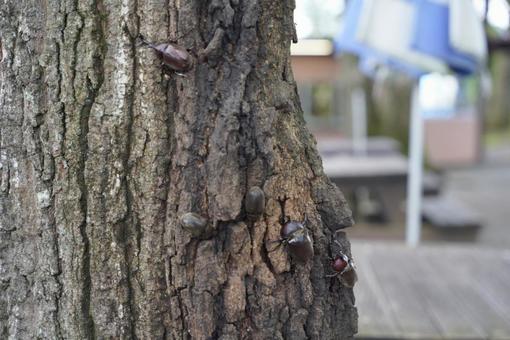 カブトムシみつけた カブトムシ,虫,夏の写真素材