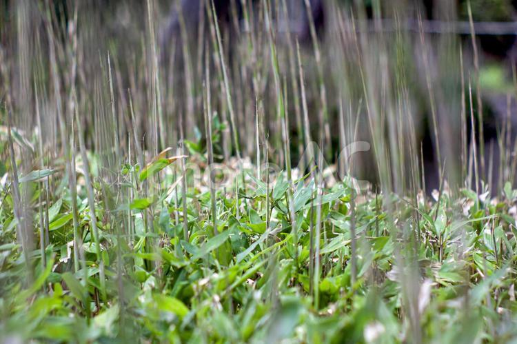 グリーンな植物背景素材 笹,グリーン,素材の写真素材