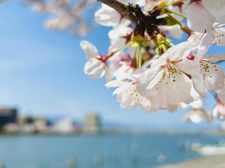 湖のほとりの桜 春,桜,入学式の写真素材