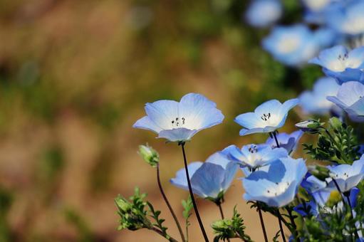 ネモフィラの写真