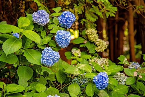 青いアジサイ 青いアジサイ アジサイ,植物,花の写真素材