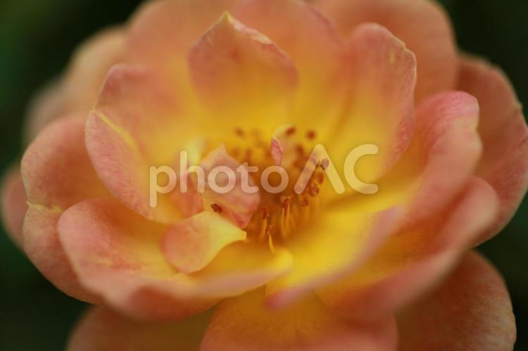 満開のバラ 花,薔薇,梅雨の写真素材