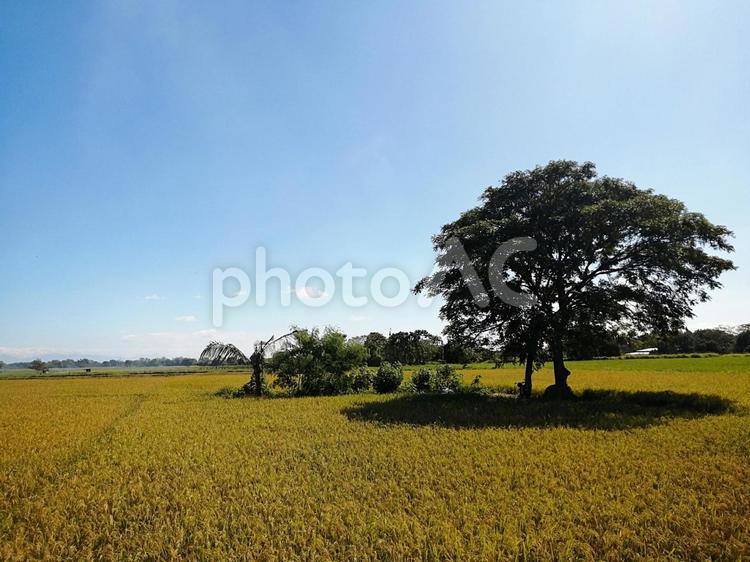 稲作の収穫期　フィリピン フィリピン,philippines,稲作の写真素材