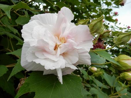 【花の写真】スイフヨウの花 【花の写真】スイフヨウの花の写真