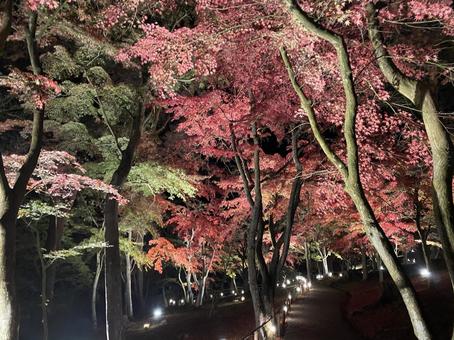 紅葉 紅葉の写真