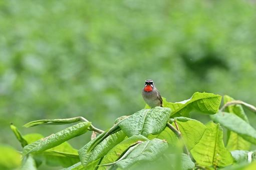 Photo, siberian rubythroat, wild bird, bird, 