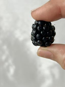 Beauty blackberry pinched with fingers (vertical, JPG