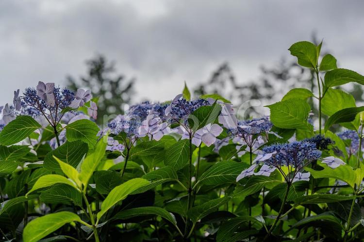 指扇アジサイまつり2025年 アジサイ,紫陽花,花の写真素材