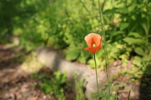 オレンジの花 オレンジの花の写真
