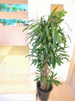 大型観葉植物 ストリクタ 10号鉢 大型観葉植物 ストリクタ 10号鉢 大型観葉植物,ストリクタ,コルディリネの写真素材