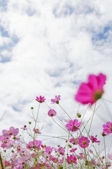 Cloudy sky and cosmos, JPG