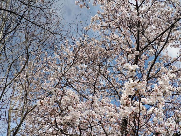 桜の木 さくら,春,自然の写真素材