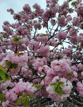 八重桜 八重桜の写真