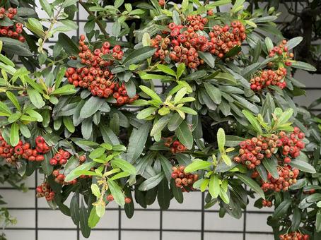 東京11月：ピラカンサの赤い実 庭木,花壇,生垣の写真素材