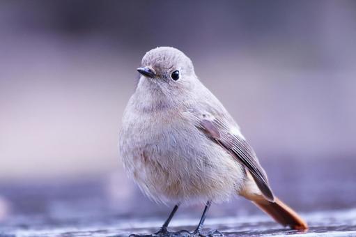 クローズアップで撮ったジョウビタキの雌 クローズアップで撮ったジョウビタキの雌 鳥,ジョウビタキ,冬の写真素材