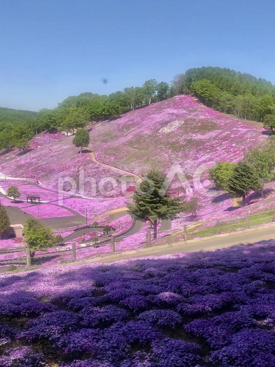 ひがしもこと芝桜公園 景色,ひがしもこと芝桜公園,絶景の写真素材