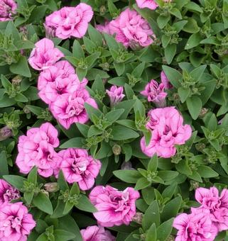 ペチュニアの写真