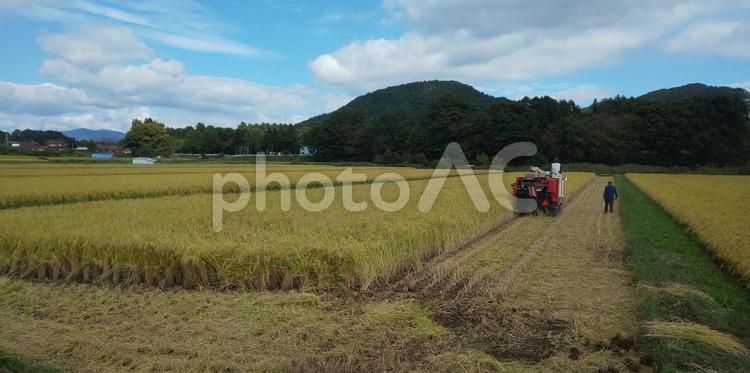 稲刈りの風景 稲刈り,秋,秋晴れの写真素材