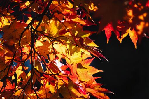 暗闇に浮かぶ鮮やかなグラデーションの紅葉 紅葉,もみじ,モミジの写真素材