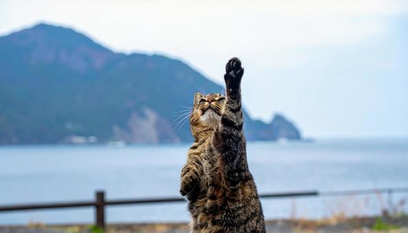 獲物を狙って上に手を伸ばす猫 獲物を狙って上に手を伸ばす猫の写真