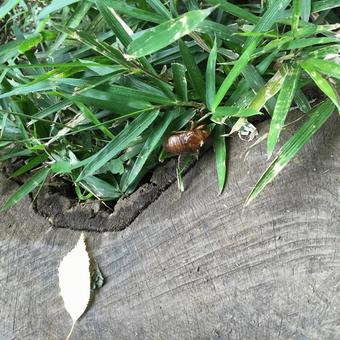 せみの抜け殻 せみ,昆虫,夏の写真素材