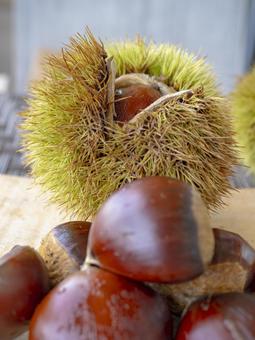 Chestnut burrs and glossy autumn chestnuts, JPG