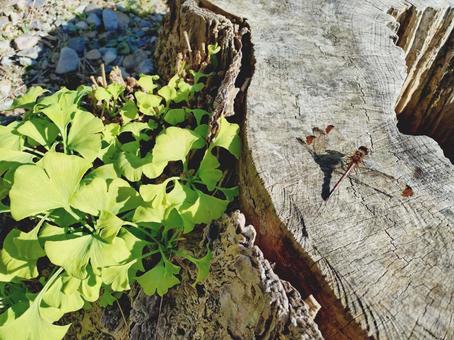 いちょうとトンボ　秋 秋,トンボ,とんぼの写真素材