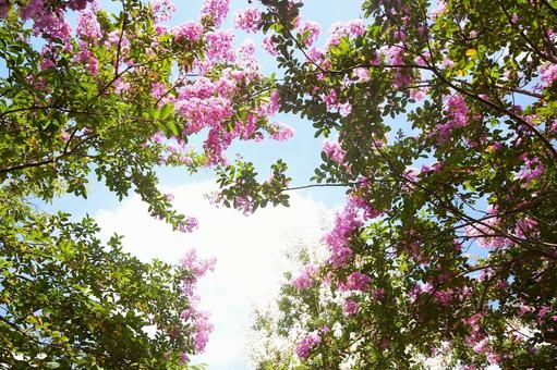百日紅-141 百日紅-141の写真