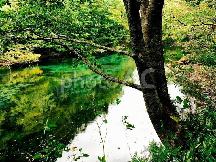 奥入瀬渓流　青森県十和田7 奥入瀬渓流,奥入瀬川,十和田八幡平国立公園の写真素材