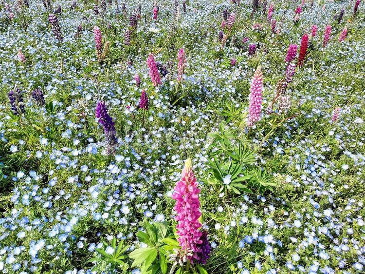 長井海の手公園ソレイユの丘　春の花畑 長井海の手公園ソレイユの丘,ネモフィラ,ルピナスの写真素材