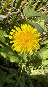 たんぽぽ　一輪　11月のタンポポ 蒲公英,ダンデライオン,黄色い花の写真素材