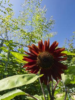 茶色い向日葵と夏空の写真
