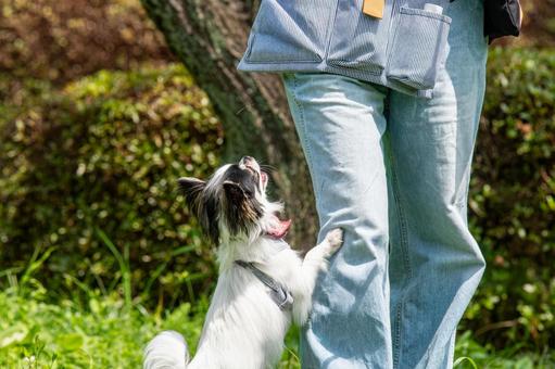 とっても甘えん坊なチワワ とっても甘えん坊なチワワの写真