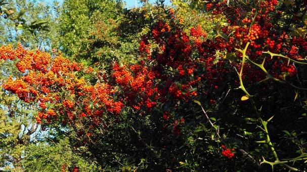 秋天,火棘,紅色水果,紅葉,公園 秋天,火棘,紅色水果,紅葉,公園