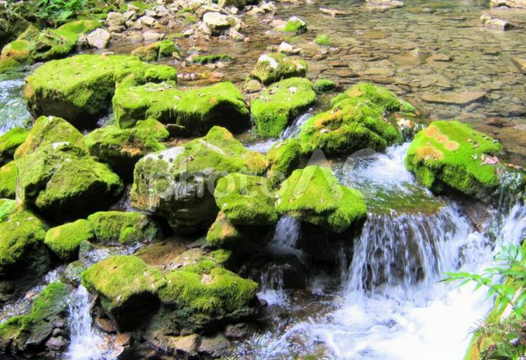 秋芳洞入り口の小川とコケ 清流,川,コケの写真素材