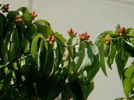 【花の写真】ハナミズキの実 【花の写真】ハナミズキの実 ハナミズキ,花水木,実の写真素材