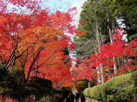 秋■紅葉 秋■紅葉の写真
