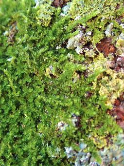 樹木の苔 樹木の苔の写真