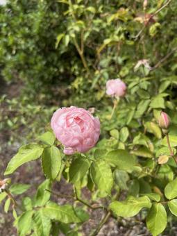 ピンクの花 ピンクの花の写真