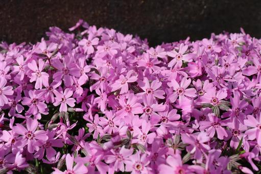 芝桜 芝桜の写真